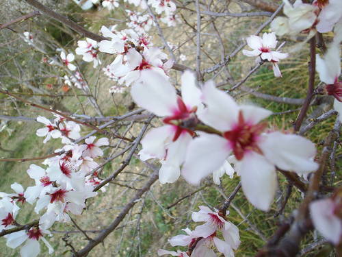 Almond_blossom