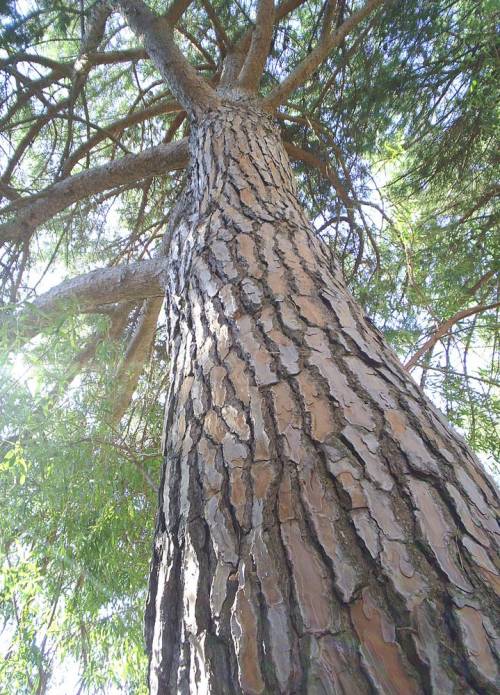 Pinus_pinea