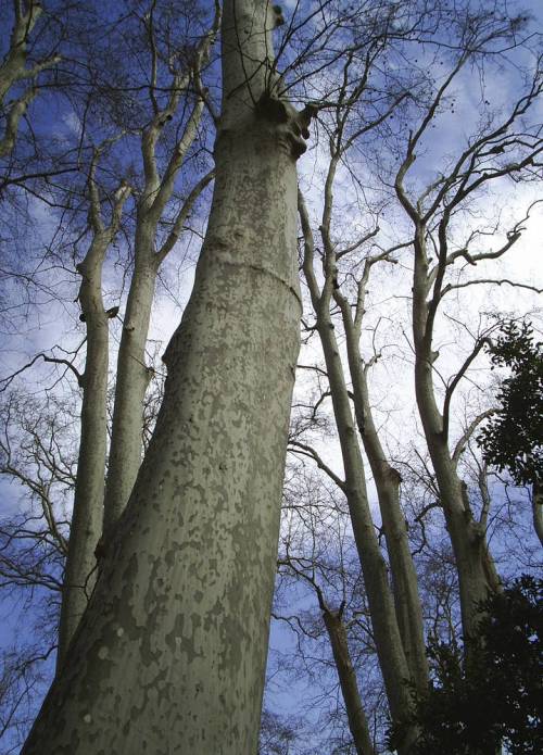 Giants_on_the_arboreal_landscape1