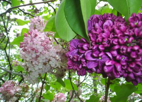Lilacs4