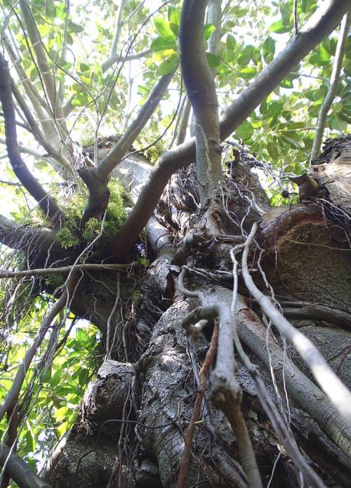 Ficus_macrophylla_-_copy