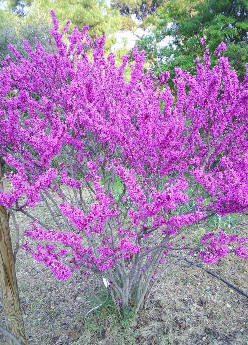 Cercis_chinensis
