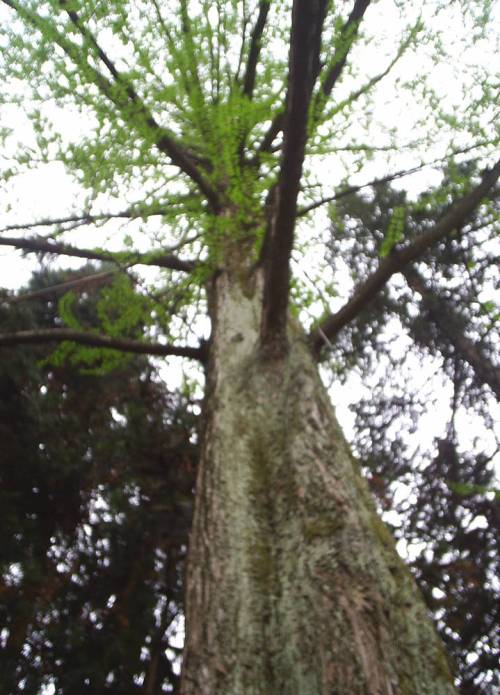 Metasequoia_glyptostroboides
