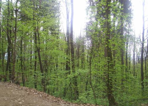 Slovenia_woodland