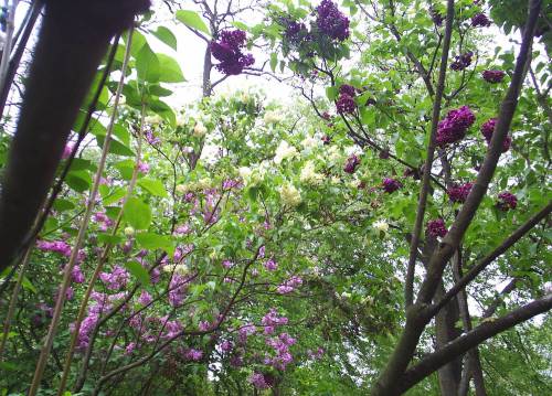 Lilacs3