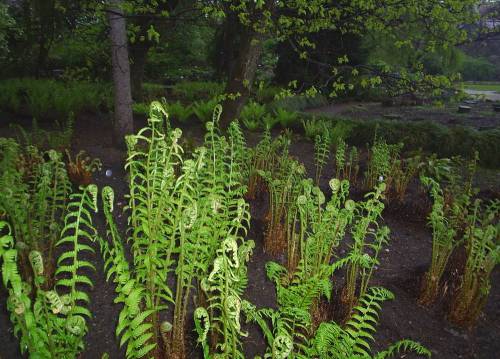 The_fern_bed2